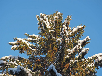 在雪中的云杉