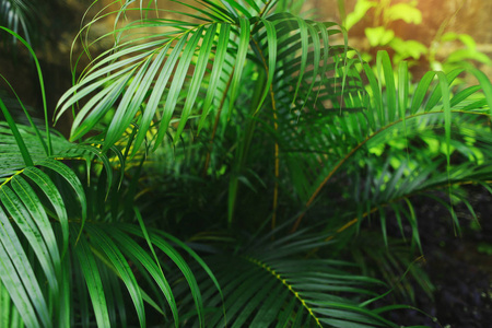 异国风情的热带碧叶阳光灿烂的棕榈树叶壁纸在夏日无尽的乡间