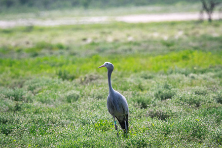 蓝鹤站在草地上