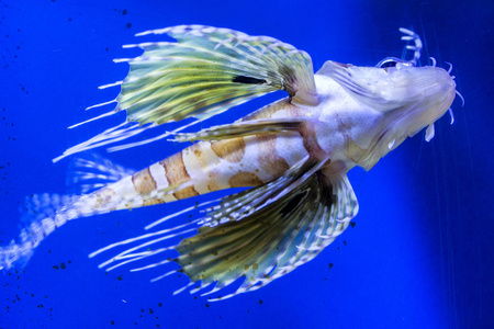 从下面的水族馆鱼特写视图