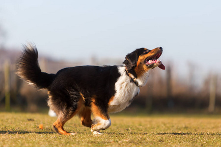 澳大利亚牧羊犬跑球