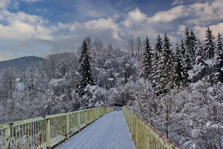 桥到冬季的森林