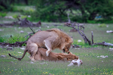 狮子交配在草地上埃托沙