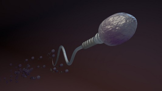 人体精子细胞精子