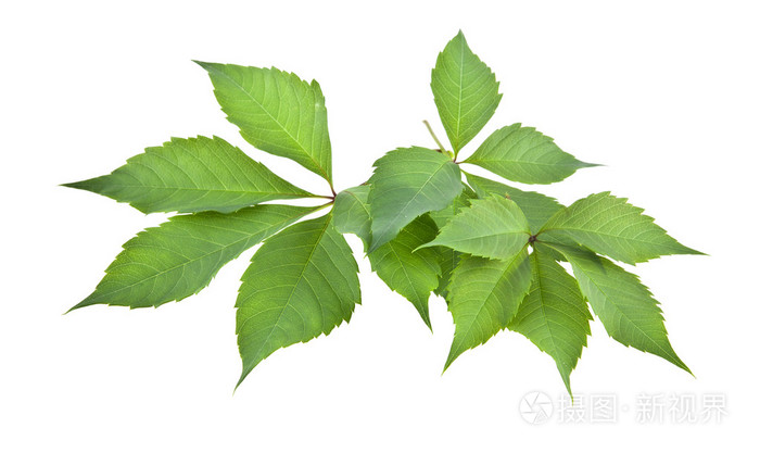 葡萄树上白色的叶子