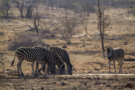 平原斑马在南非克鲁格国家公园