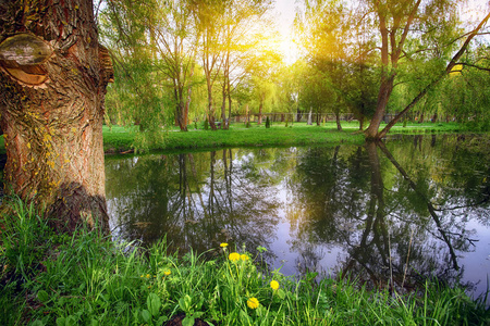 宁静的池塘，与在阳光下郁郁葱葱绿色林地公园