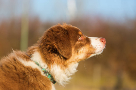 澳大利亚牧羊犬小狗的肖像