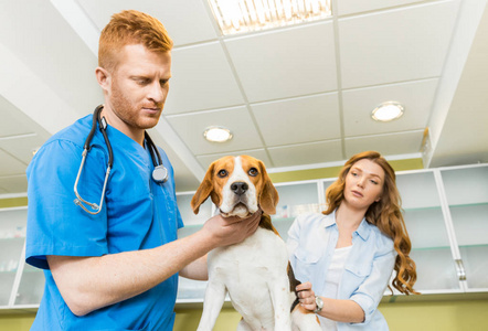 医生检查 Beagle 犬在诊所