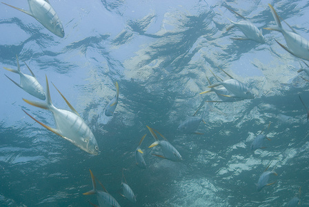 热带鱼游泳在墨西哥礁