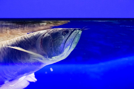 在水族馆的美丽五颜六色的鱼儿