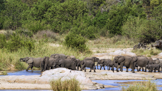 非洲布什大象在克鲁格国家公园