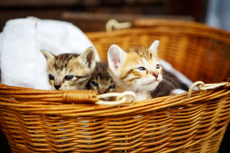 三只小猫在篮子里