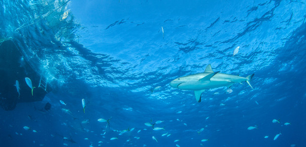 鲨鱼潜水巴哈马