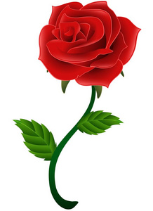盛开的红花玫瑰隔离一个白色的背景