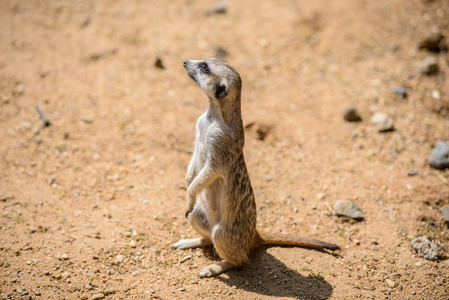 鼬 suricata suricatta，也称为沼狸。野生动物