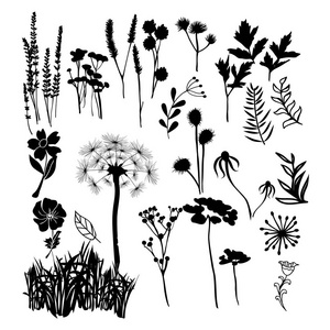 野生花卉 草本和遗传资源的收集剪影插图