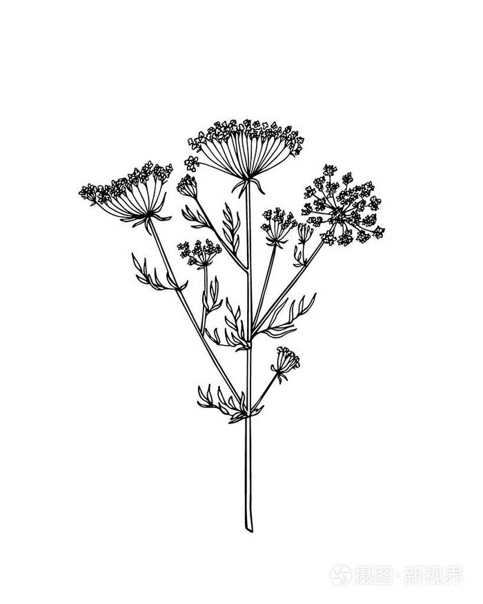 手绘野花插画-正版商用图片0nyr0u-摄图新视界