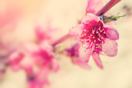 树上的花