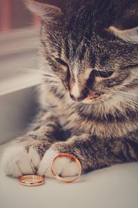 灰色的猫躺在结婚戒指身边