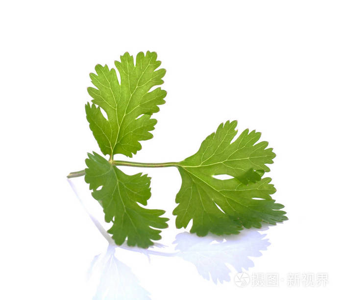白色背景上孤立的香菜叶
