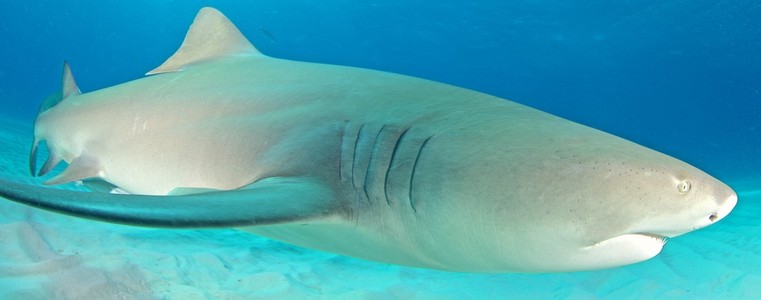 柠檬鲨在巴哈马