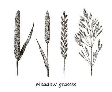 墨迹绘图谷物 野生植物 外地香草 详细的野生谷物的植物插图集。单色花孤立的元素