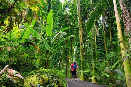旅游欣赏热带植被