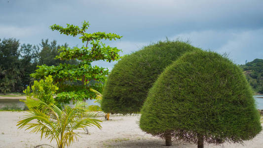 在海岸的热带树木。帕岸，泰国