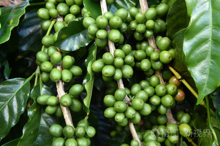 茎绿色咖啡豆