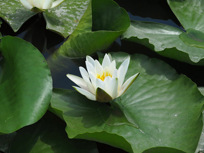 美丽的粉红睡莲莲花池塘绿色叶片