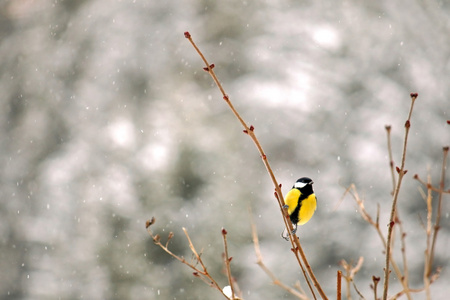 大山雀鸟栖息在树枝上期间在欧洲降雪