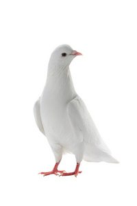 白色的鸽子和平的象征