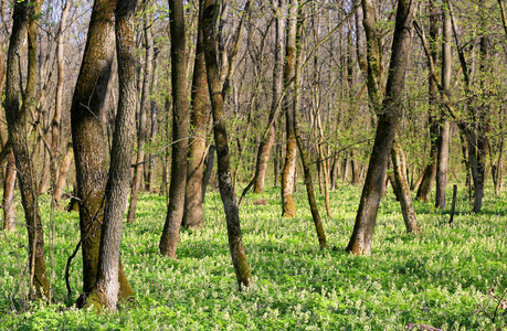 森林中的春草甸