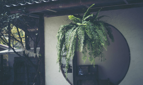 蕨类灌木挂在阳台的屋顶上用来装饰阴凉的地方。