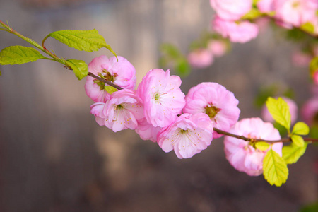 日本梅花盛开