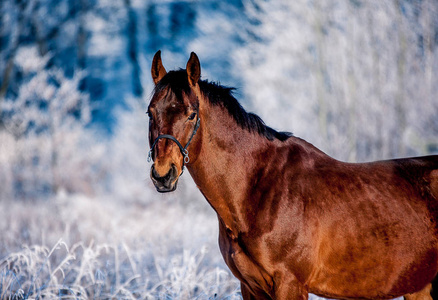 免费匹漂亮的马喜欢下雪和太阳在冬天