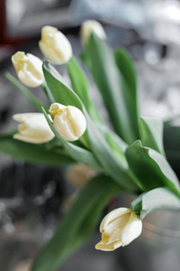 白色郁金香。娇嫩的春天花束与绿叶