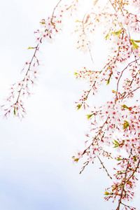 美丽的樱花樱花在春天的时间上空上空。樱花盛开