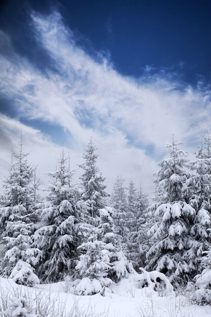 冬季景观与雪杉树