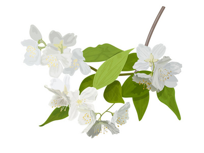 盛开的季节。盛开的树与精致的白色花朵。花芽枝