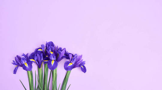 贺卡与春天紫色的虹膜花在紫色背景空间为您的文本。顶部视图