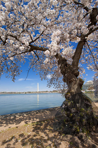 在华盛顿的樱花图片