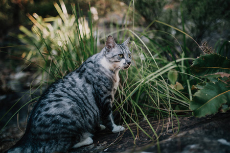 在花园里的植物之间的猫