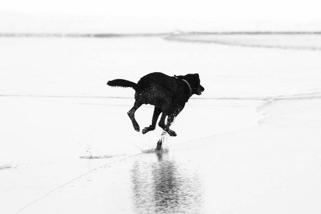 在海边玩耍的狗
