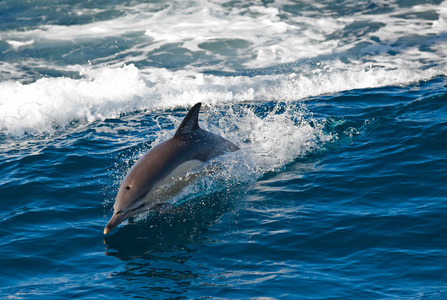 外海跳跃的海豚图片