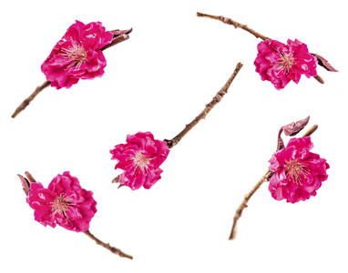 春天的樱花, 粉红色和紫色的花朵设置在白色背景下隔离