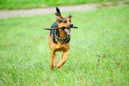 快乐的狗欢快地奔跑在绿草上