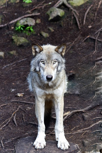 一只灰狼坐在森林里