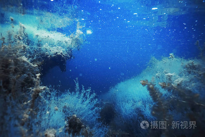 海底海藻和珊瑚照片-正版商用图片0o2yr5-摄图新视界
